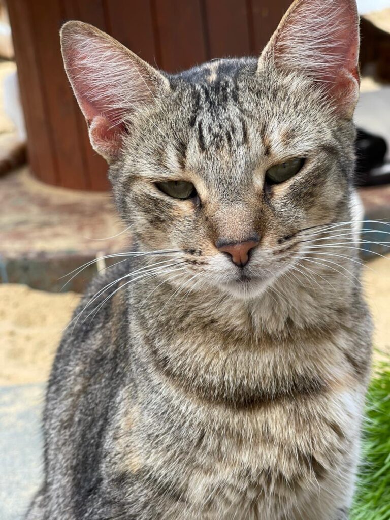 Togrette