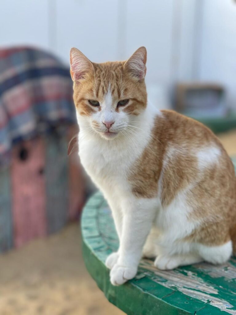 Taieb