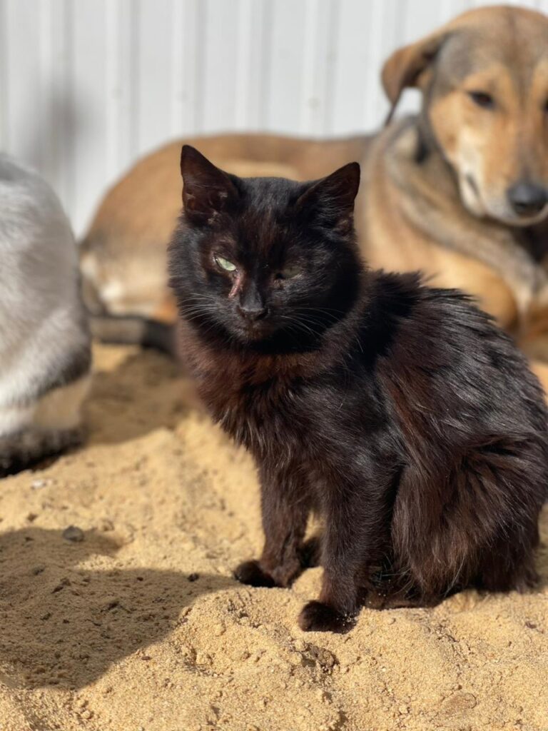 kahla
