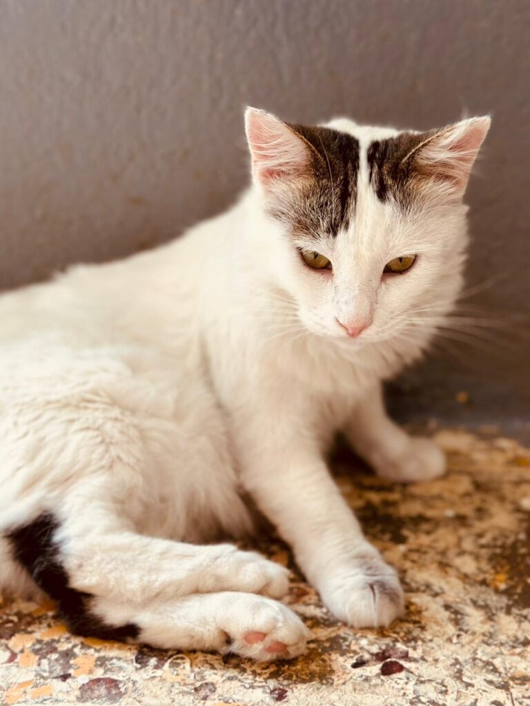 Bahija