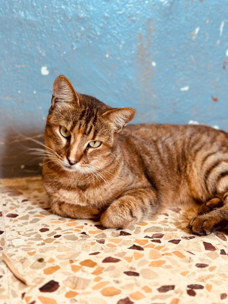 Neymara