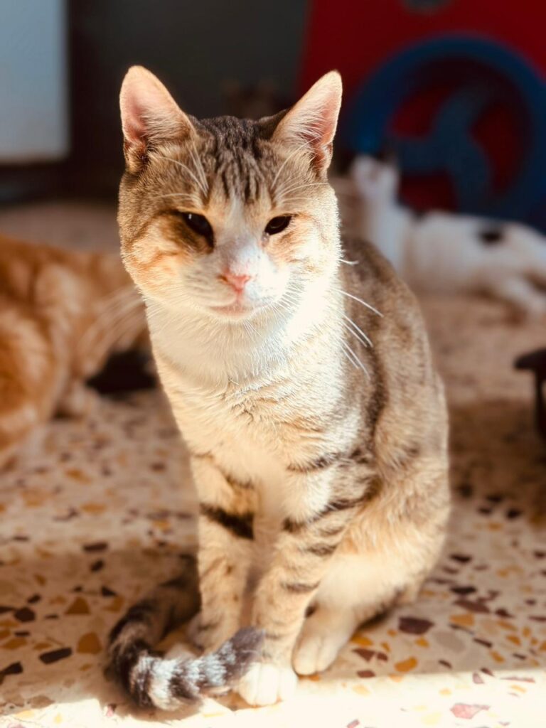 JOmaa